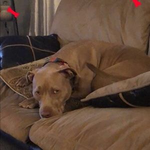 Meet your Posher, Norma